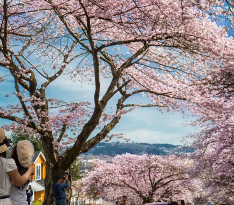 primavera
